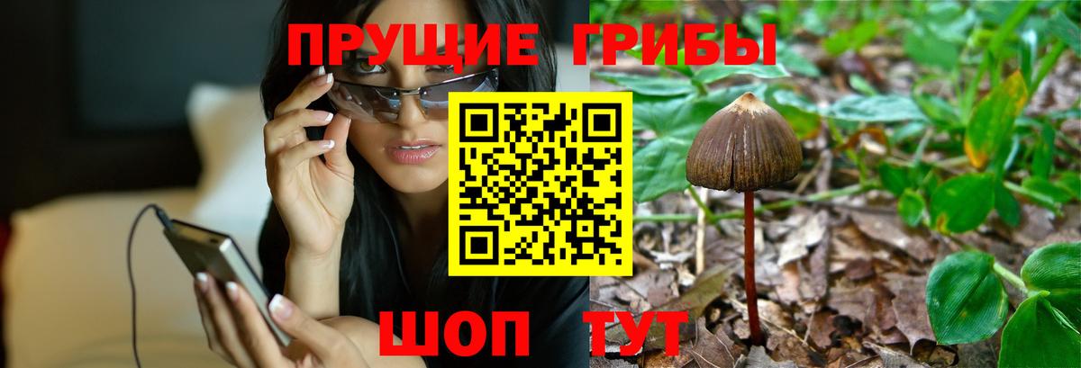 Псилоцибиновые грибы GOLDEN TEACHER Тайшет